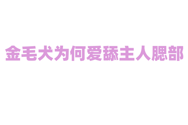 金毛犬为何爱舔主人腮部？
