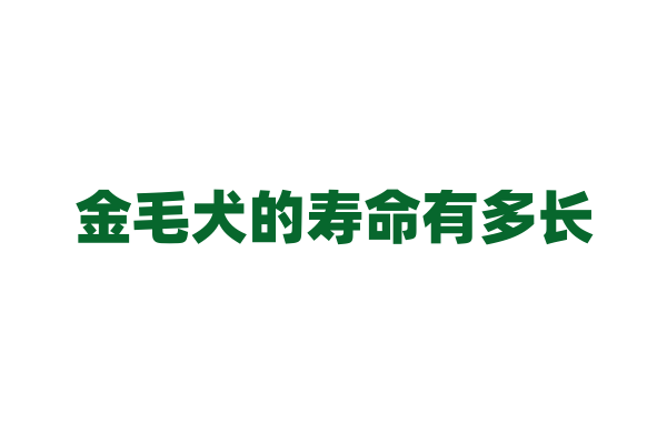 金毛犬的寿命有多长？