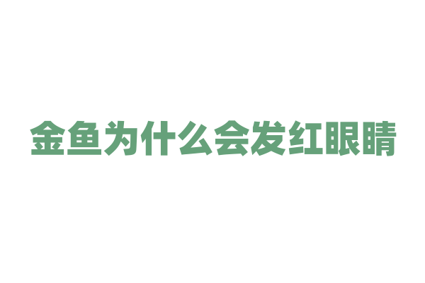 金鱼为什么会发红眼睛？