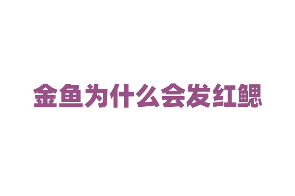 金鱼为什么会发红鳃