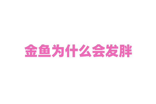金鱼为什么会发胖？