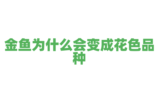 金鱼为什么会变成花色品种？