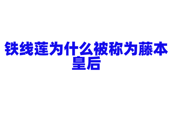 铁线莲为什么被称为藤本皇后，它的观赏价值体现在哪里？