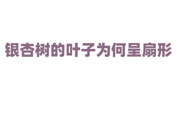 银杏树的叶子为何呈扇形，这种独特形状有什么优势？