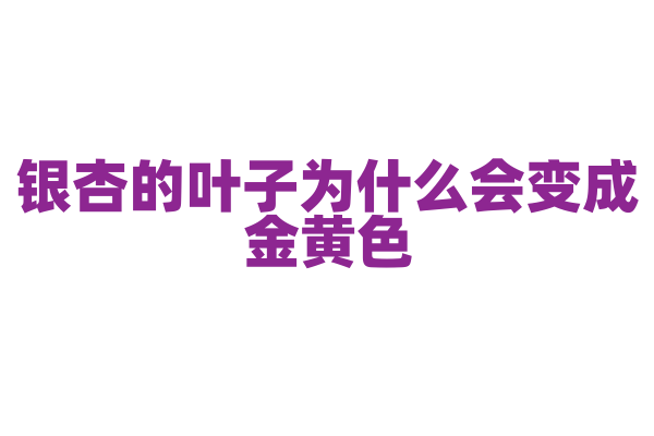 银杏的叶子为什么会变成金黄色