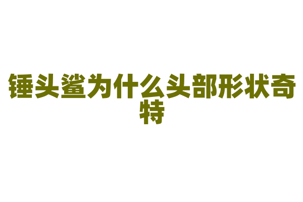 锤头鲨为什么头部形状奇特，它的独特头部对捕猎有什么帮助？
