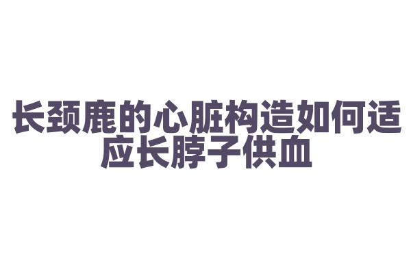长颈鹿的心脏构造如何适应长脖子供血？