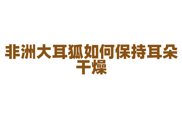 非洲大耳狐如何保持耳朵干燥？