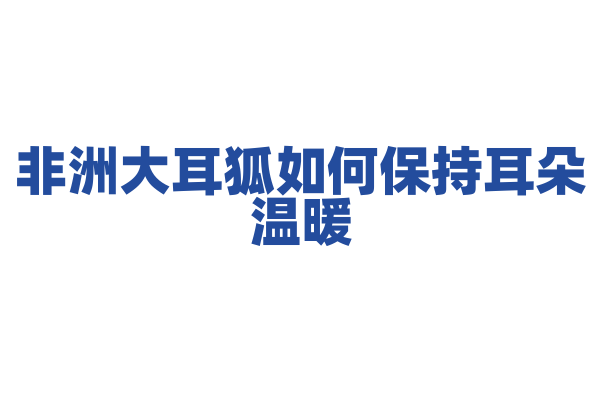 非洲大耳狐如何保持耳朵温暖？