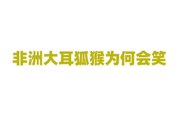 非洲大耳狐猴为何会笑？