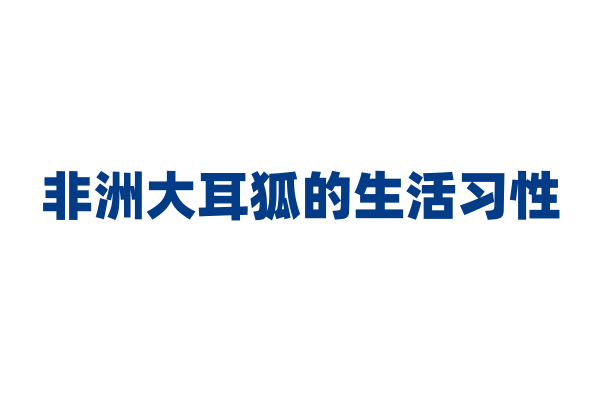 非洲大耳狐的生活习性