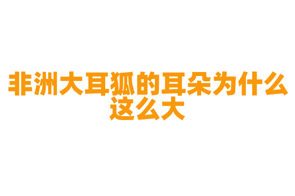 非洲大耳狐的耳朵为什么这么大？