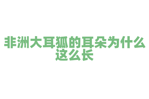 非洲大耳狐的耳朵为什么这么长？
