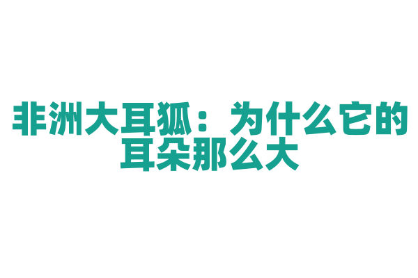 非洲大耳狐：为什么它的耳朵那么大？