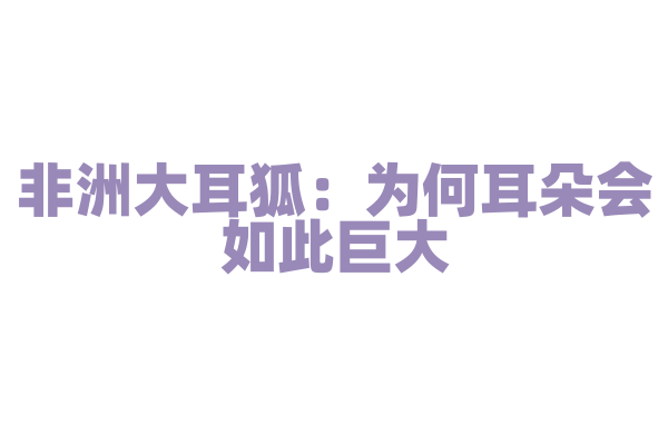非洲大耳狐：为何耳朵会如此巨大？
