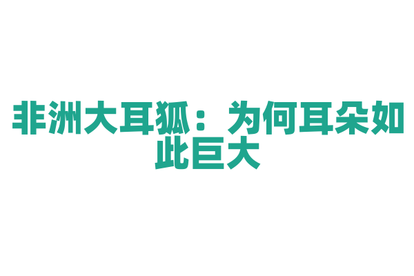 非洲大耳狐：为何耳朵如此巨大？