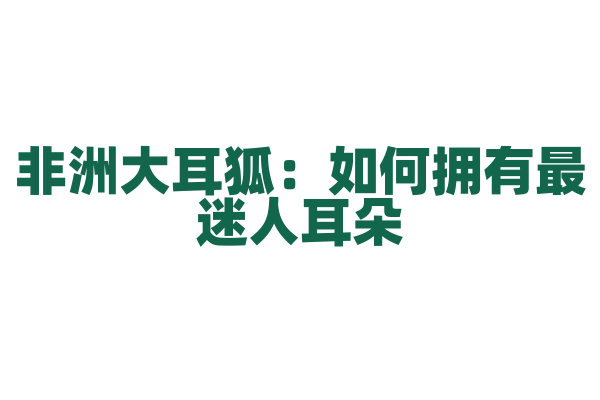 非洲大耳狐：如何拥有最迷人耳朵？