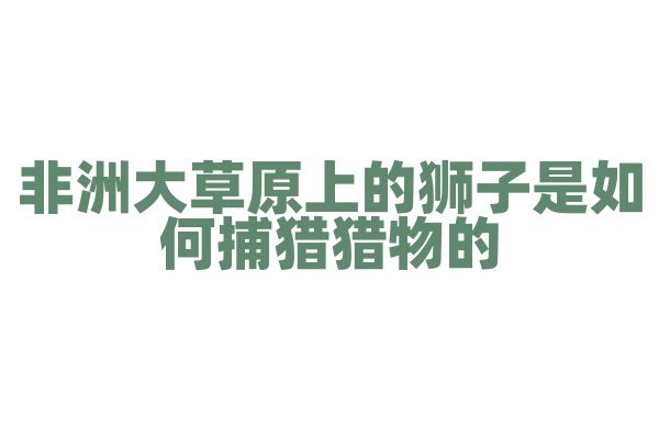 非洲大草原上的狮子是如何捕猎猎物的？
