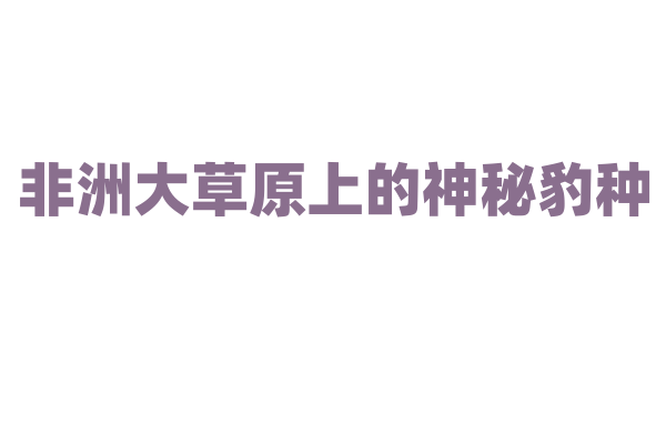 非洲大草原上的神秘豹种