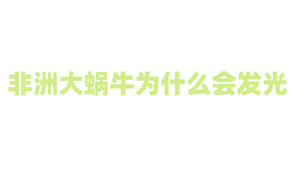 非洲大蜗牛为什么会发光