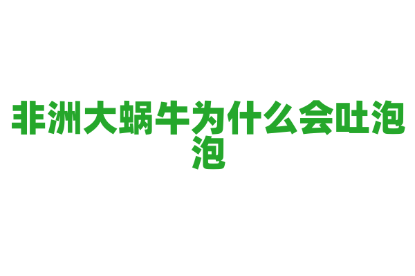非洲大蜗牛为什么会吐泡泡？