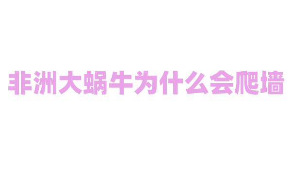 非洲大蜗牛为什么会爬墙？
