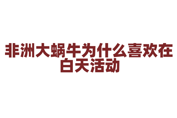 非洲大蜗牛为什么喜欢在白天活动