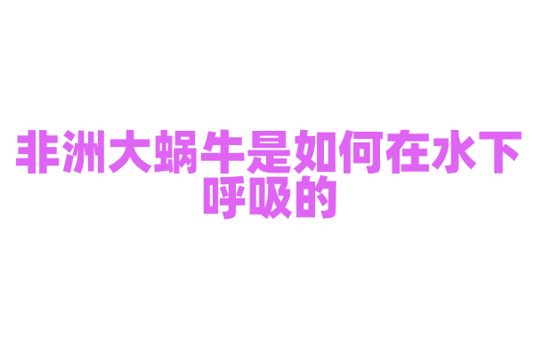 非洲大蜗牛是如何在水下呼吸的？