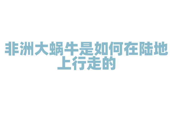 非洲大蜗牛是如何在陆地上行走的？