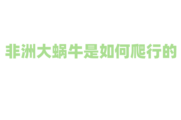 非洲大蜗牛是如何爬行的？