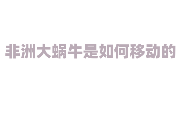 非洲大蜗牛是如何移动的？
