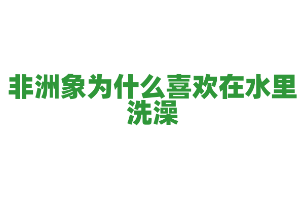 非洲象为什么喜欢在水里洗澡