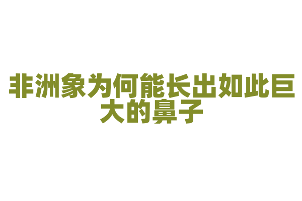 非洲象为何能长出如此巨大的鼻子？