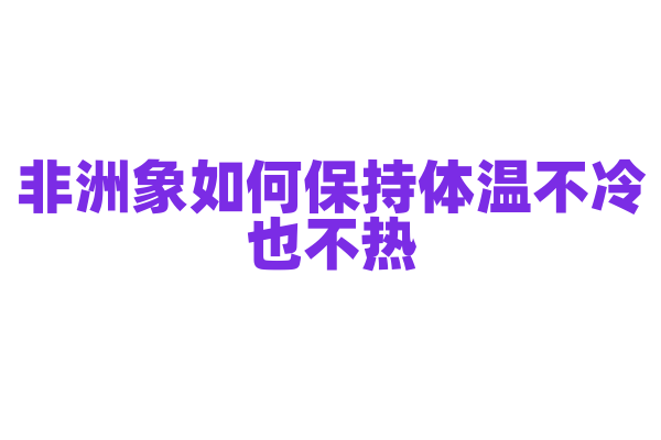 非洲象如何保持体温不冷也不热