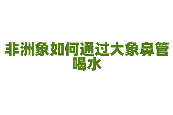 非洲象如何通过大象鼻管喝水