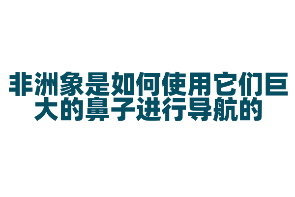 非洲象是如何使用它们巨大的鼻子进行导航的？
