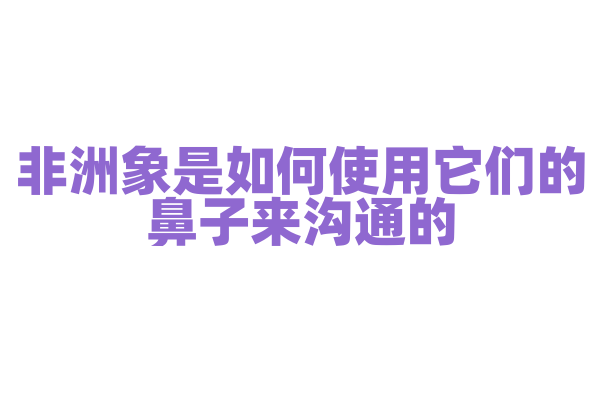 非洲象是如何使用它们的鼻子来沟通的？