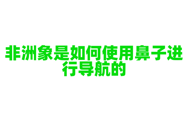 非洲象是如何使用鼻子进行导航的?