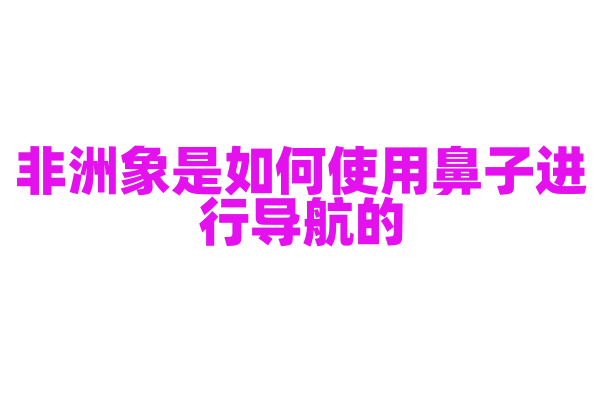 非洲象是如何使用鼻子进行导航的？