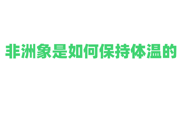 非洲象是如何保持体温的？