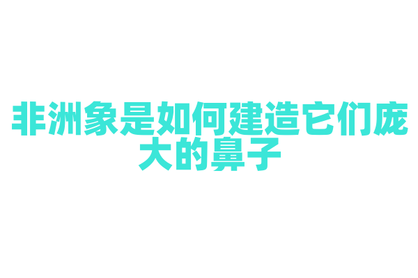 非洲象是如何建造它们庞大的鼻子？