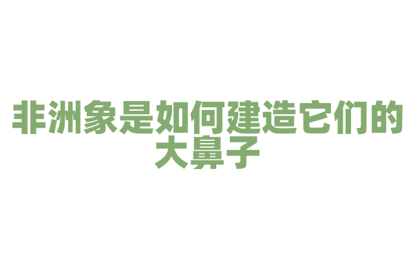 非洲象是如何建造它们的大鼻子？