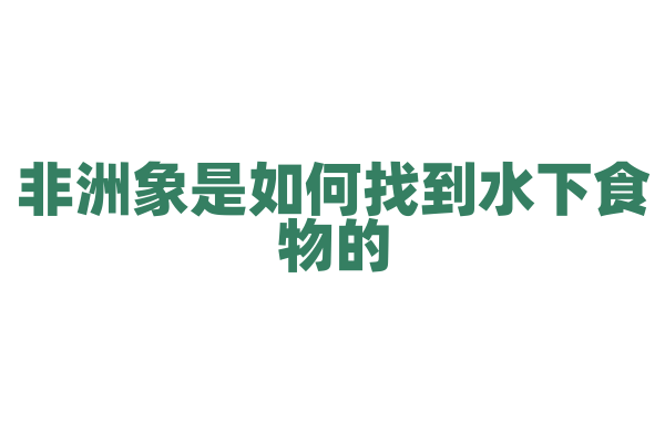 非洲象是如何找到水下食物的？