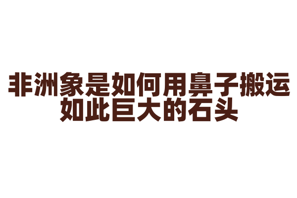 非洲象是如何用鼻子搬运如此巨大的石头？