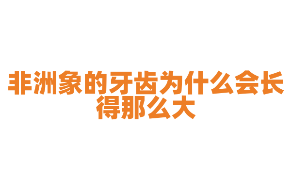 非洲象的牙齿为什么会长得那么大？