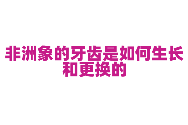 非洲象的牙齿是如何生长和更换的？