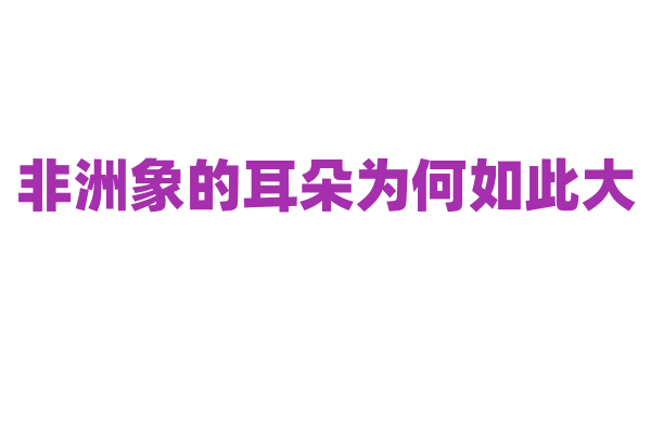 非洲象的耳朵为何如此大？