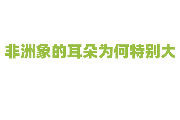 非洲象的耳朵为何特别大？