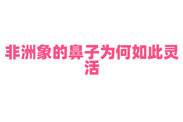 非洲象的鼻子为何如此灵活？