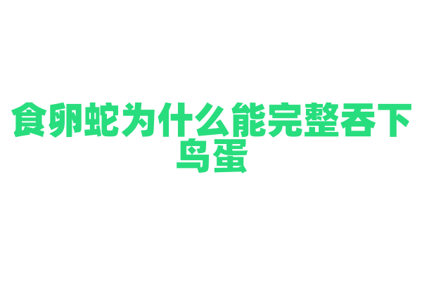 食卵蛇为什么能完整吞下鸟蛋，它的嘴巴和身体结构有什么特殊之处？